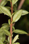 Hairy laurel <BR>Hairy wicky